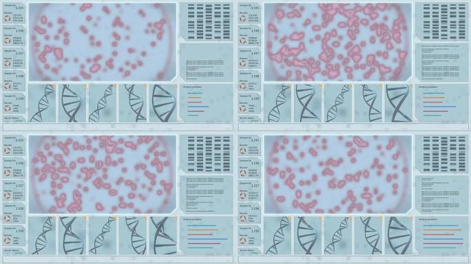 3D DNA结构和红色生物病毒模式的交互界面在显微镜下的培养皿中复制和生长。