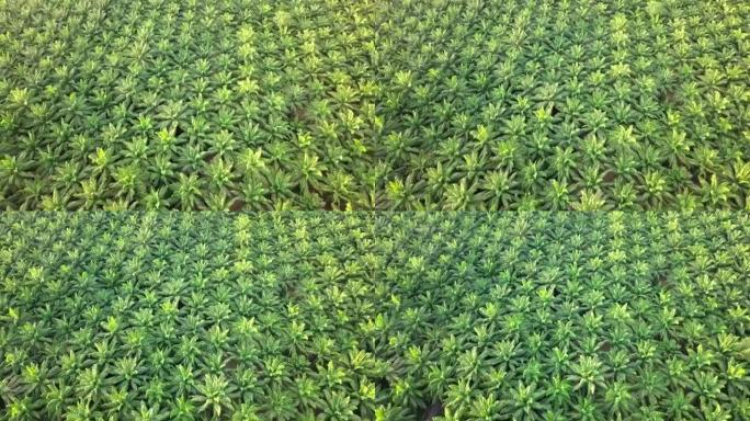 泰国攀牙府油棕种植园的鸟瞰图