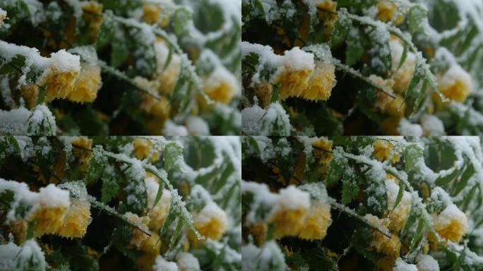 特写: 春天，郁郁葱葱的灌木丛，黄色的花朵在淡季的雪下弯曲
