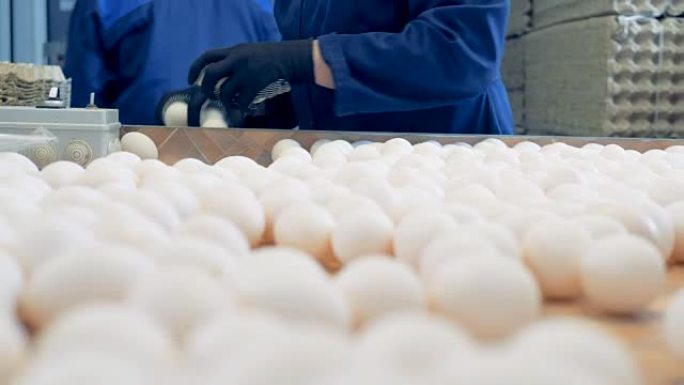 养鸡场家禽工人在工厂输送机上分类鸡蛋。家禽养殖场工业生产线。