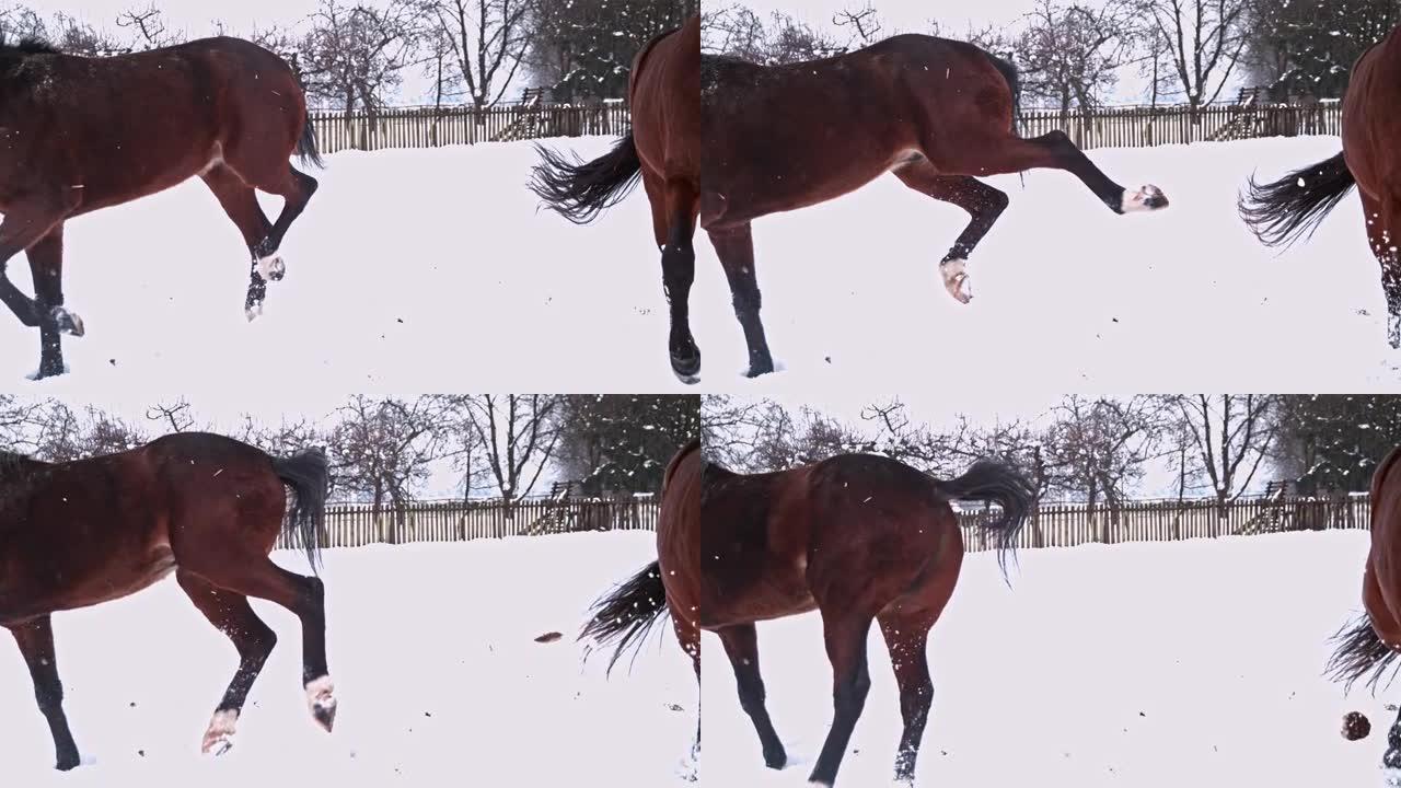 棕色的马在白雪皑皑的冬季牧场中踢球，超级慢动作