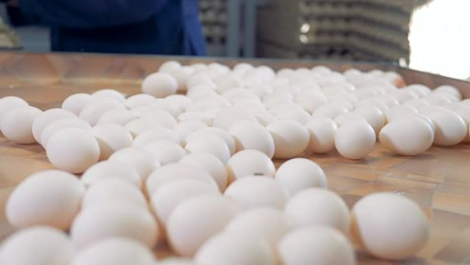 鸡蛋分拣厂包装新鲜鸡蛋的工人。