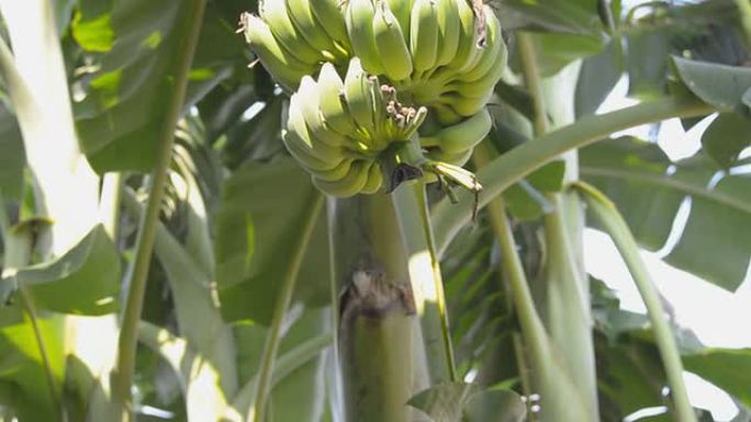 香蕉树阳光芭蕉树二代水果
