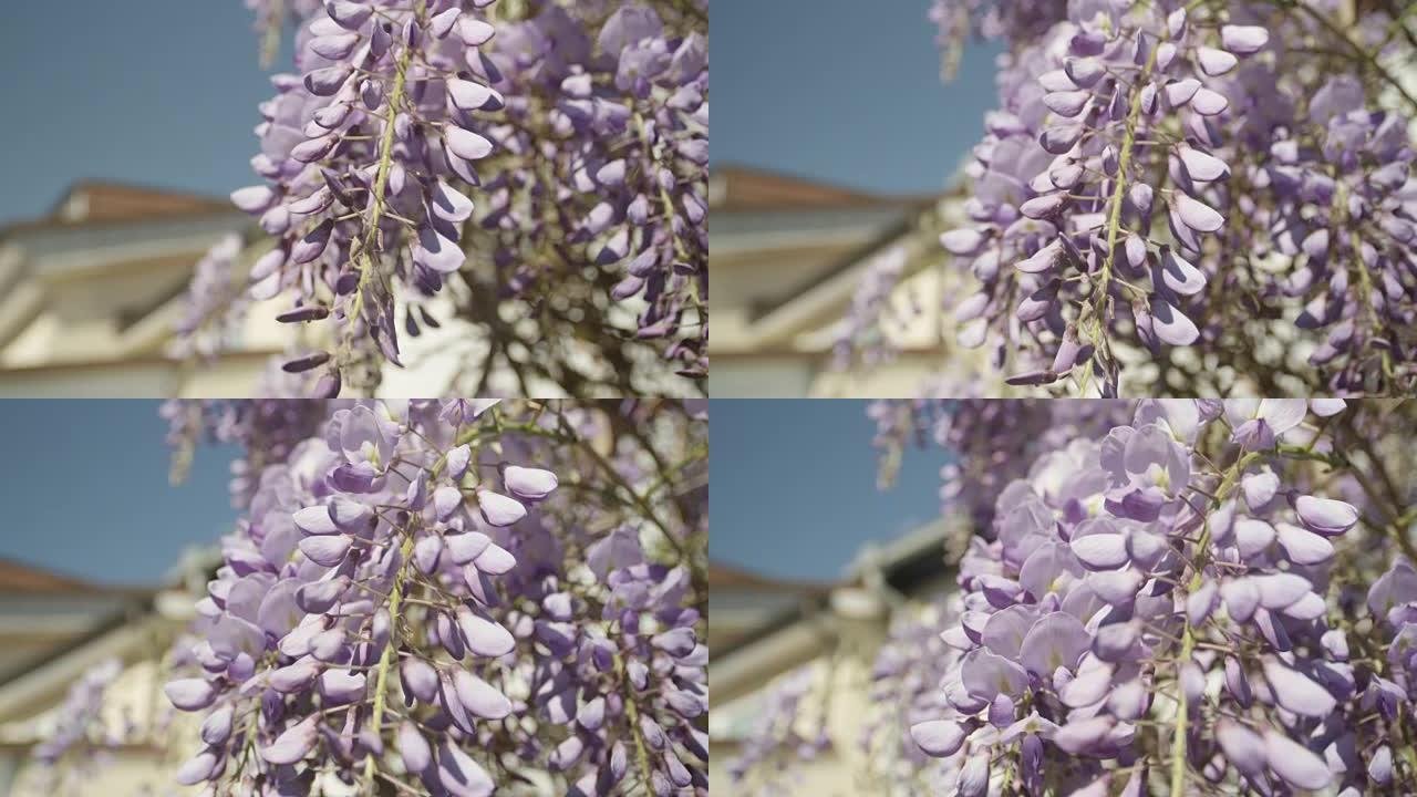 慢动作近景DOF:美丽盛开的紫藤花在前门廊