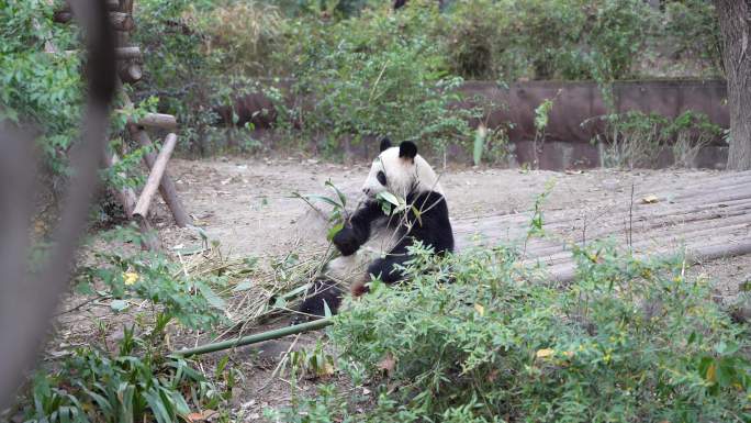 4K大熊猫吃叶子