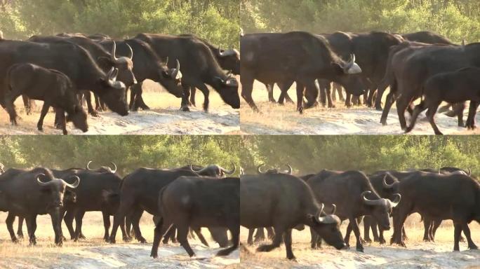 博茨瓦纳布法罗角过马路的牛群