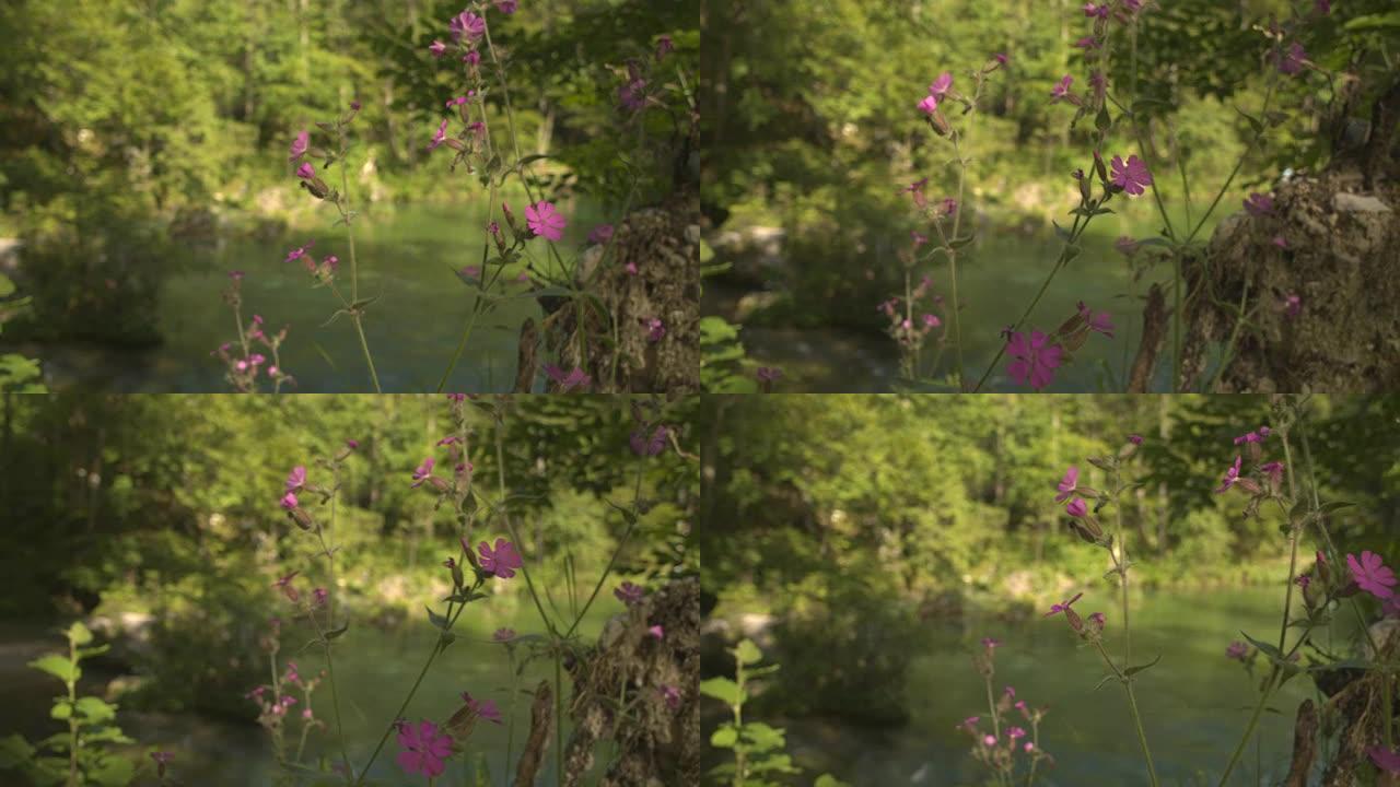 阳光森林晶莹剔透的山湖前美丽的紫色花朵
