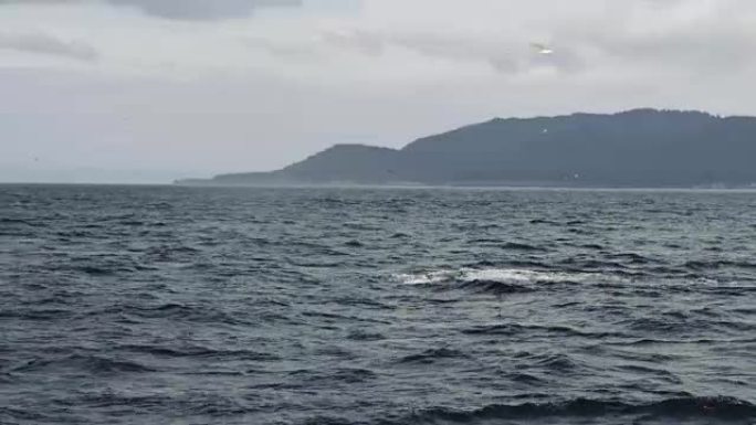 阿拉斯加海岸外的鲸鱼浮出水面