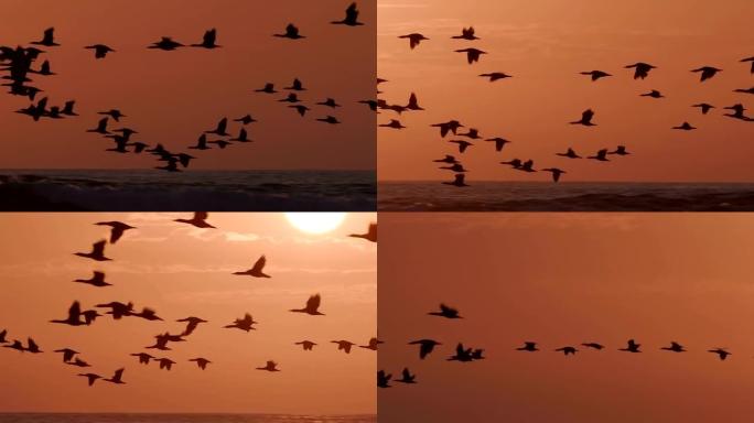 日落时在海上慢动作飞行的鸟类