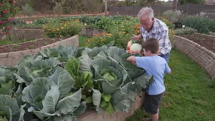 爷爷和孙子在菜园里摘菜