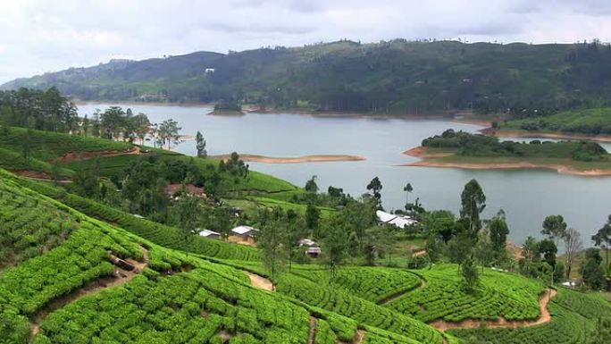 斯里兰卡有机茶树种植园