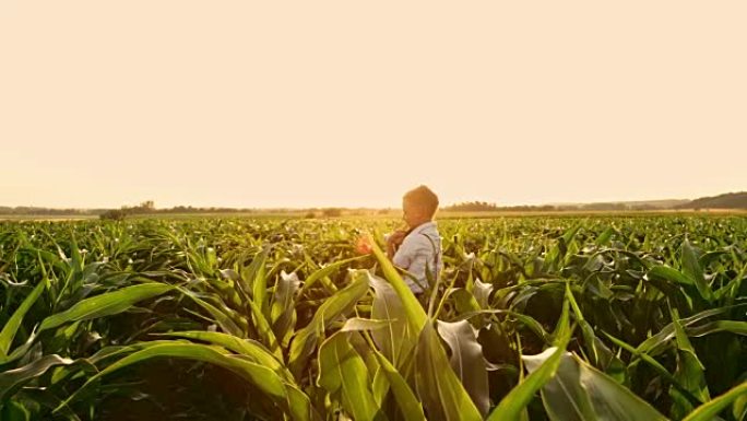 顽皮的男孩在阳光明媚，田园诗般的农村玉米田里扔帽子，实时