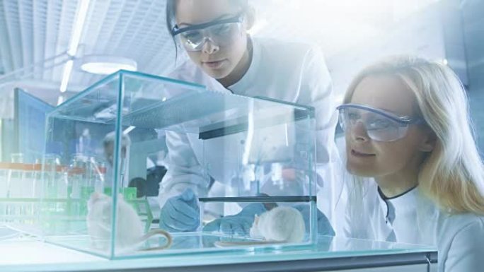 两名女性医学研究科学家检查了保存在玻璃笼子中的实验室小鼠。他们在明亮的现代实验室工作。