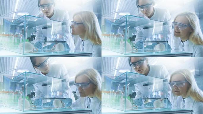 两名女性医学研究科学家检查了保存在玻璃笼子中的实验室小鼠。他们在明亮的现代实验室工作。