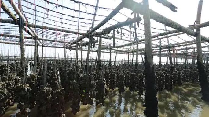 牡蛎农场