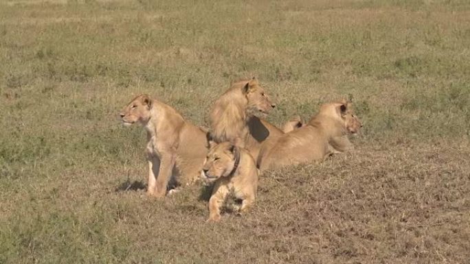 特写: 可爱的野生动物园狮子家庭在萨凡纳草原平原上放松