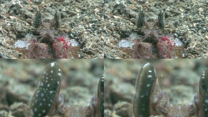 螳螂虾海底生物