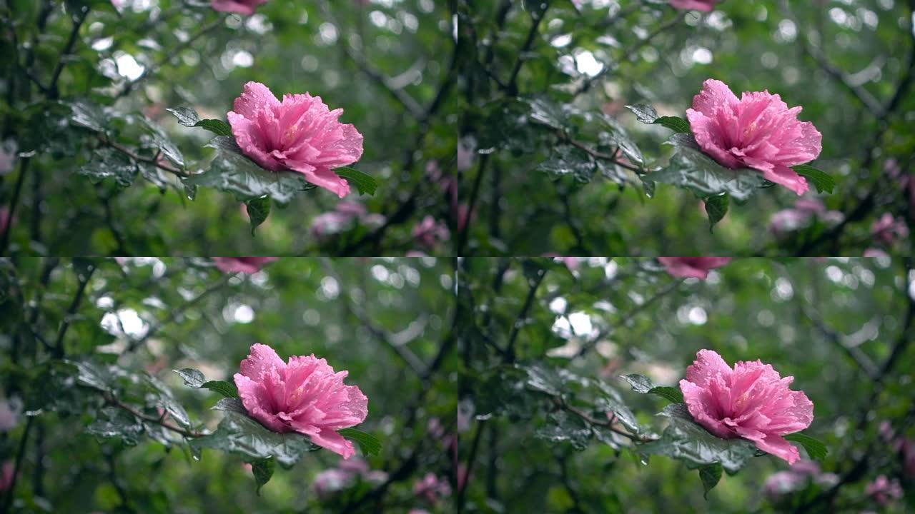 雨中的花