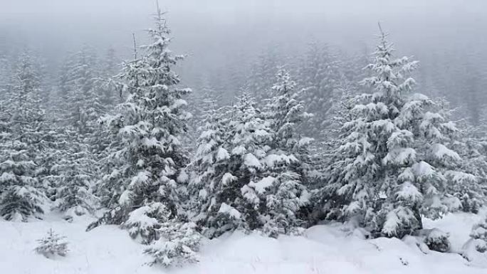 大雪覆盖了山上的枞树。慢动作