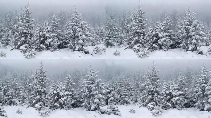 大雪覆盖了山上的枞树。慢动作