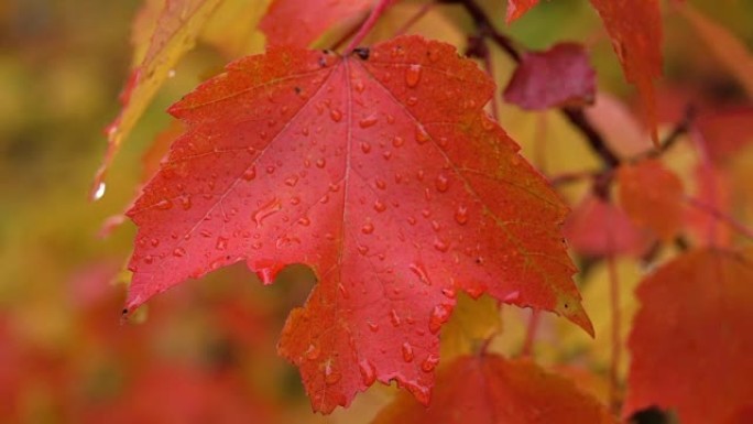 多雨的秋天，红枫树梢明亮潮湿的叶子上的宏观dop水滴