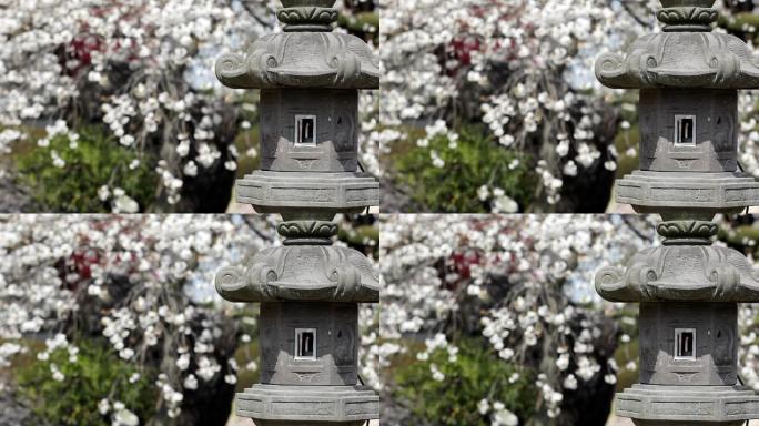 高清：日本石灯笼背后的樱花（视频）