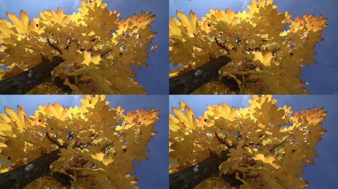 秋天的枫树，特写镜头