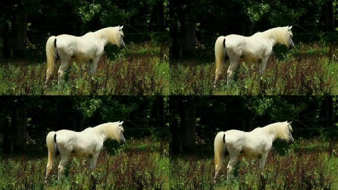 害羞的白马