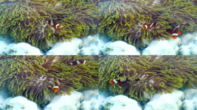在泰国攀牙穆高素林国家公园，卡通鱼或小丑鱼在海葵周围游泳的4k镜头