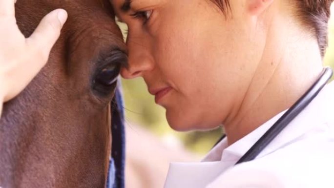 兽医照顾一匹马