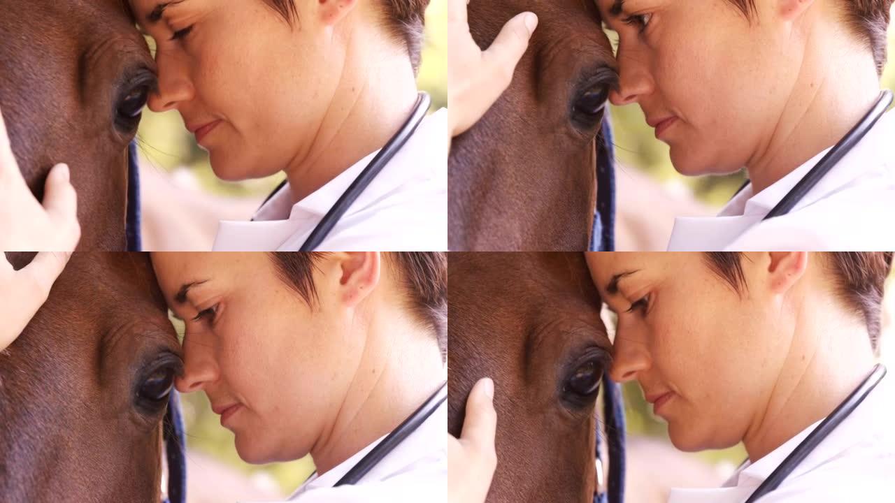 兽医照顾一匹马