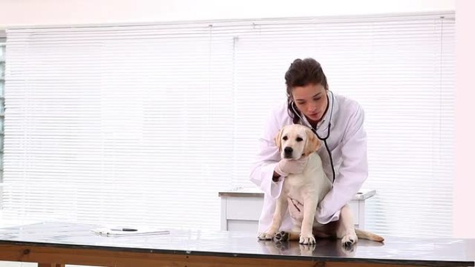兽医检查一只黄色的拉布拉多小狗
