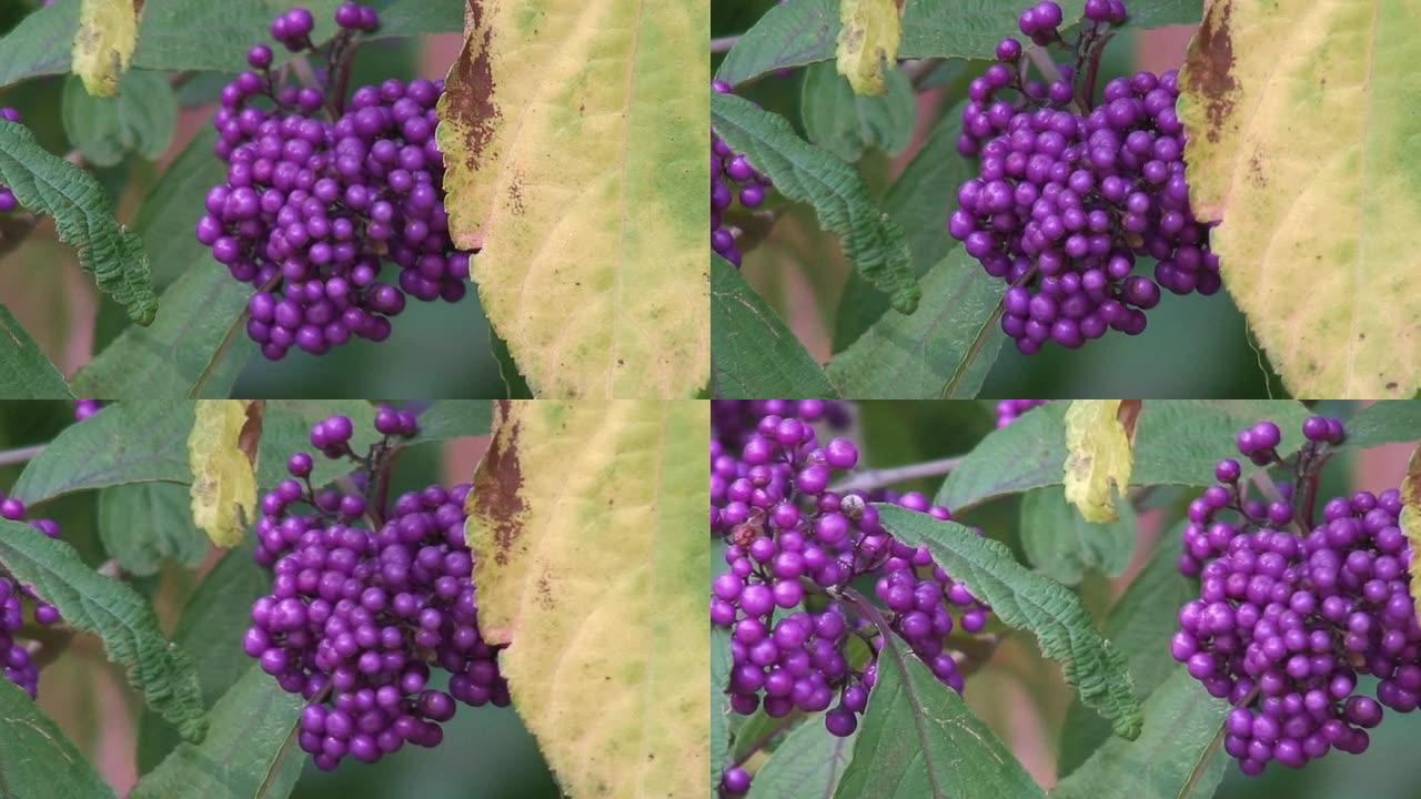 紫色浆果-二分紫珠：美丽浆果