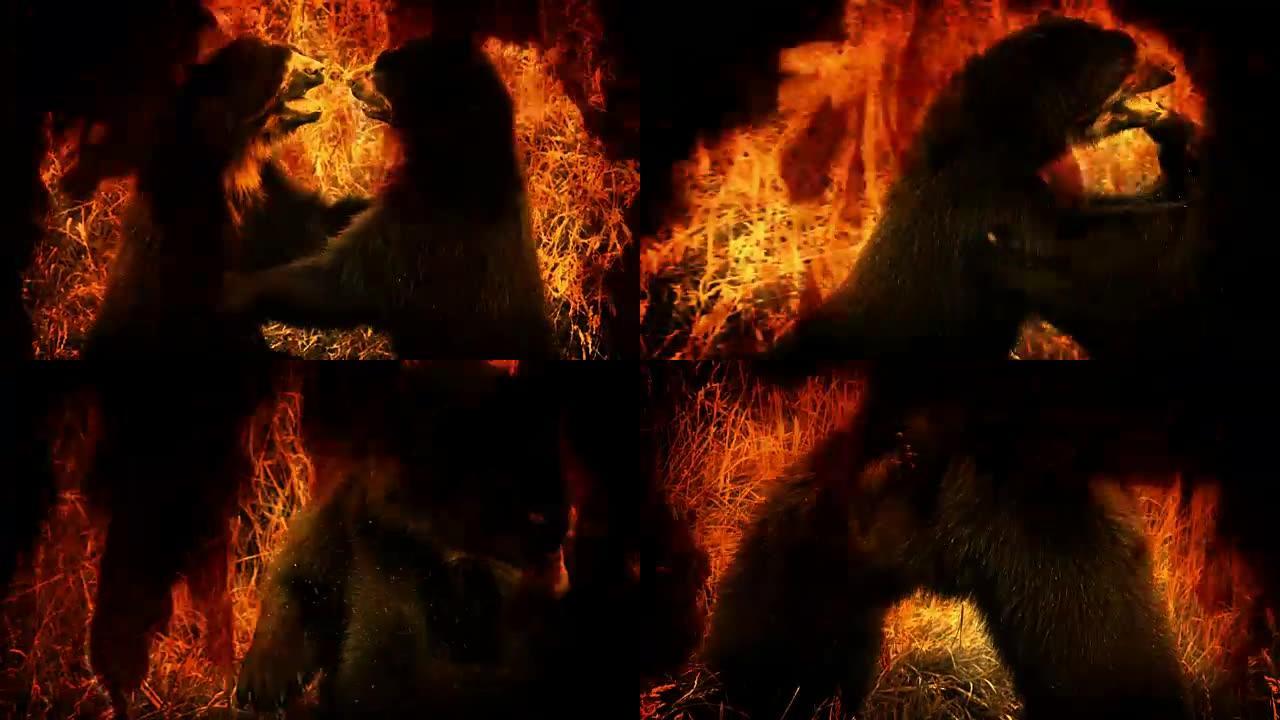 熊在火焰中战斗抽象