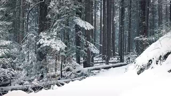 在降雪中越过森林路径