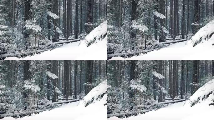 在降雪中越过森林路径