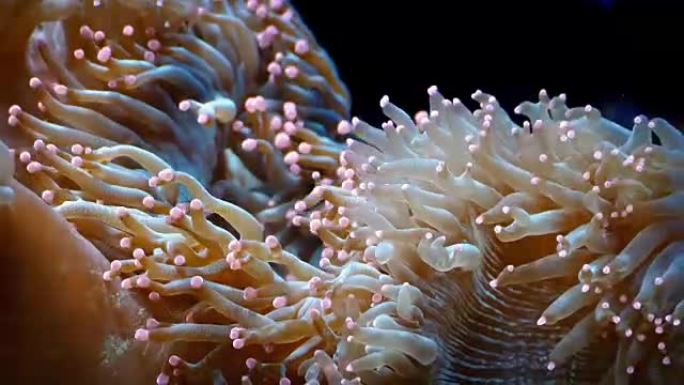 珊瑚有惊人的彩色触角