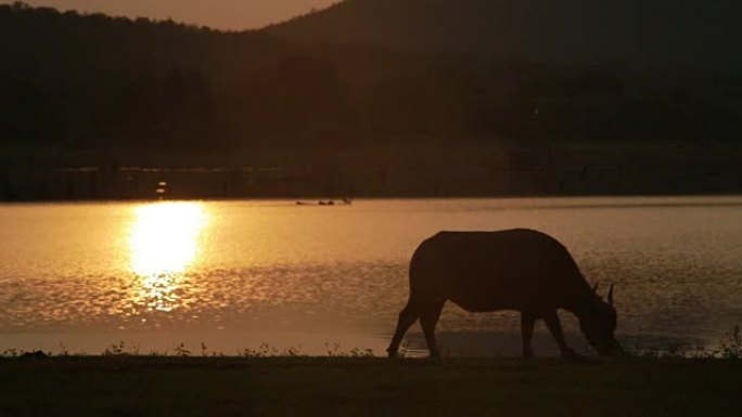 泰国水牛在日落时吃草