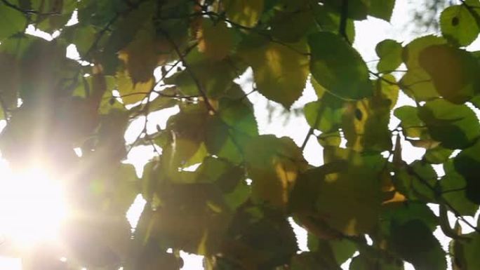 阳光流过树叶