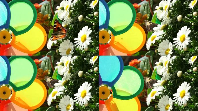 带雏菊和蝴蝶的彩色风车