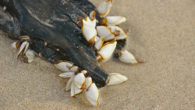 鹅颈藤壶海洋生物贝壳