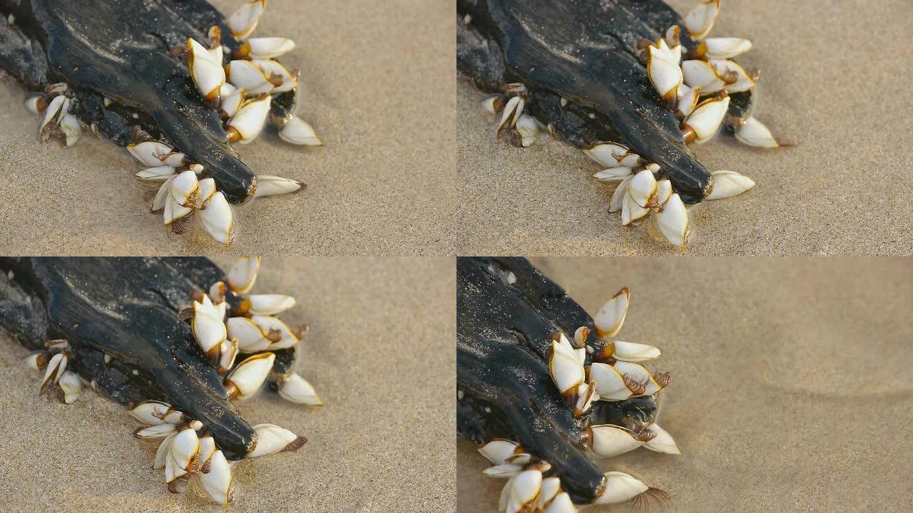 鹅颈藤壶海洋生物贝壳