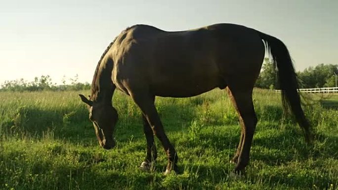 慢动作令人惊叹的深黑色种马在牧场上放牧在阳光明媚的田野上