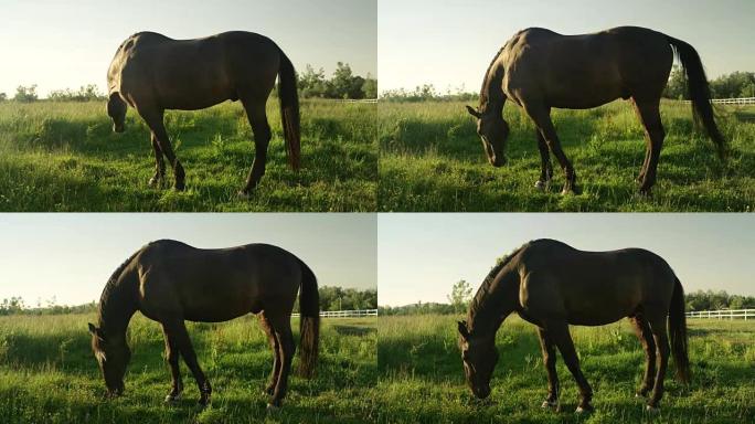 慢动作令人惊叹的深黑色种马在牧场上放牧在阳光明媚的田野上