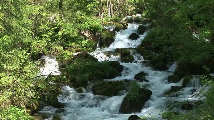高清: 森林流