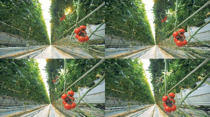 一堆醇厚的西红柿悬挂在玻璃屋的树枝上