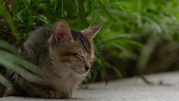 吉隆坡街头的流浪猫