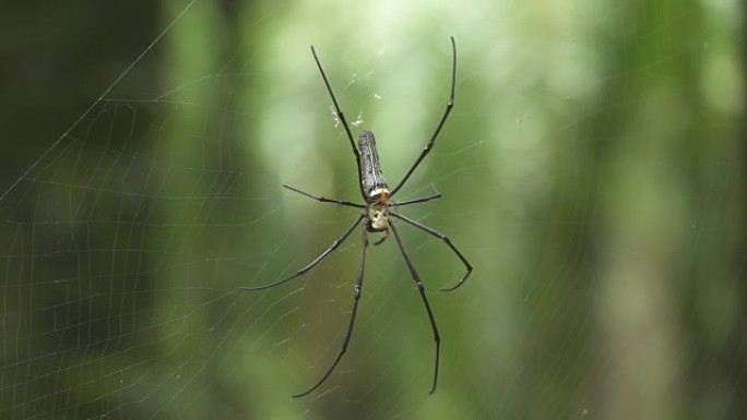 Dop: 橙色小蜘蛛站在较大的黑色蜘蛛的顶部，搁在网上
