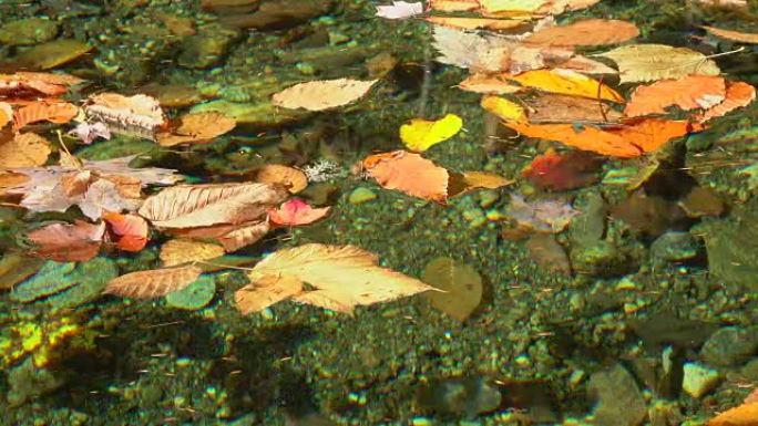阳光明媚的秋天，明亮多彩的秋叶漂浮在懒惰的森林河上