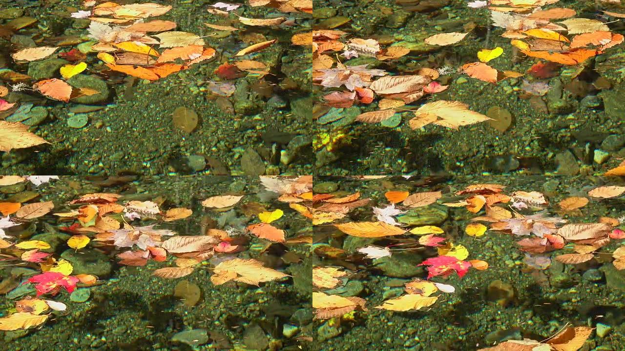 阳光明媚的秋天，明亮多彩的秋叶漂浮在懒惰的森林河上